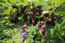 ‘달디 단’ 지리산 오디 수확 한창