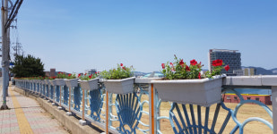 동삼2동, 태종로 간선도로변 여름 초화 식재