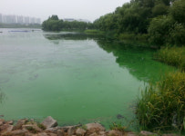 부산 녹조제거제, 선제적 대응 수원서 도전