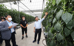 농촌진흥청장, 여름 재배 파프리카 스마트팜 점검
