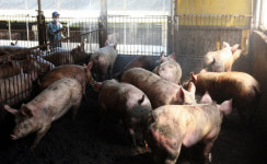 ASF 발생 인천서 무허가로 돼지사육, 잔반급여까지