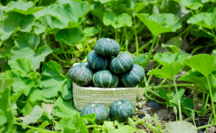 ”작지만 알찬 ‘미니단호박’, 남해 주요 소득작목으로 급부상