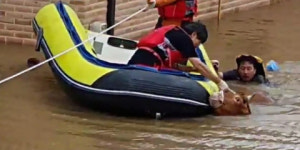 물폭탄 축사 내 가축도 발버둥… 경남 합천서 소 110마리 구조