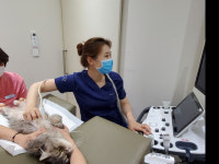 [펫 닥터] 다솜고양이메디컬센터-고양이 특발성 방광염