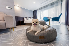 영무파라드호텔, 카페·수영장·영화관까지… 댕댕이 최고로 모십니다