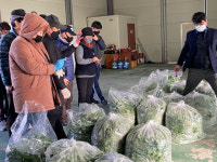 ‘아니 벌써 봄나물이~’ 하동농협, 15일 올해 취나물 첫 경매