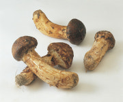 [알수록 +] 버섯, 그 곰팡이 덩어리를 먹다니!