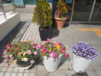 해운대구 반여4동 행정복지센터, 봄맞이 초화 식재