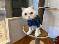 [편집국 고양이] 인간의 욕심이 뿌리내린 동물 공장