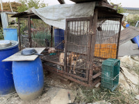 [편집국 고양이] 인간의 욕심이 뿌리내린 동물 공장