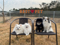 [펫플스토리] 트레킹 코스부터 수영장까지… 반려견의 천국 레스트펫