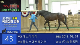 마사회 장수목장 국산마 경매 낙찰률 26%…시장 회복 더뎌