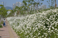 부산대 양산캠퍼스 유휴부지, 양산 주민의 도심 속 힐링 공간으로 인기