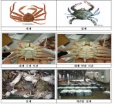“여름철 산란기 대게·꽃게·낙지 지켜주세요”…1일부터 금어기
