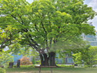 창원시, 거락숲 보호수 일제정비 나서