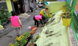구포1동 참새미행복마을 골목정원 여름꽃으로 물들다