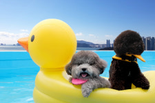 [펫플스토리] 루프톱에 반려견 전용 수영장, 이런 호텔 또 있나요