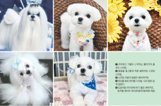 [부산 변석준애견미용학원 김윤희 원장의 반려견 살롱] 1. 몰티즈