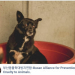 철망 나와도 한국  떠나야 살 수 있는, 슬픔도 큰 개