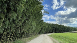 솨솨~ 대숲 사이로 가을이 내려앉는다