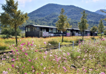 “가을이 피었다”…하동 코스모스단지