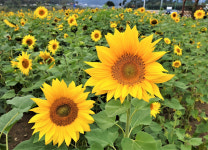 “해바라기와 놀고 소나무숲에 눕고 절벽 위 정자서 가을을 낚았다”…밀양 3색 여행