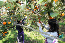 산청, 지리산 곶감 원료감 고종시 수확 일손돕기