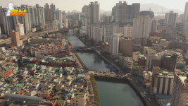[맹탐정 코남] #8. 부산 도심 하천에 거대 오징어가 나타났다고?