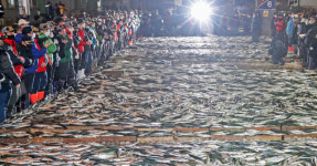 [포토뉴스] 임인년 새해 첫 수산물 경매