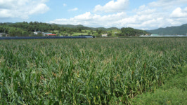 산청군농업기술센터 토착 미생물 활용 고품질 사료 생산기술, 특허 등록