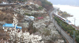 양산시 올해 원동 매화 축제 취소...2020년 이후 세 번째 취소