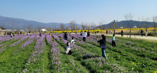 [포토뉴스] 꽃망울 터진 양산 황산공원… 시민 발길 이어져