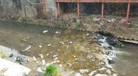 벌레, 악취에 수십 년 고통…학장천 상류 구간 개선사업 감감무소식