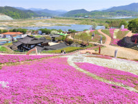 발갛게 얼굴 붉힌 산청 꽃잔디 “3년 만의 상춘객 반갑고 수줍어”