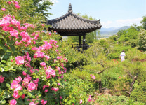 경북 청도읍성, 꽃밭에서 노닐다
