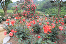 산청 천하태평장미원, 경남 24호 민간정원에 지정