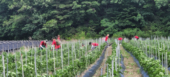 거창군, 대학생 농촌 봉사활동으로 일손 부족 숨통 트여