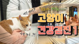 [영상] 13살 노령묘 토토, 건강검진을 받다! ①