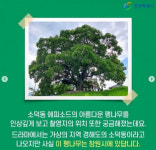 ‘우영우 소덕동 팽나무’ 창원 동부마을에 있다