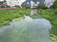 학장천·삼락천·온천천… 낙동강 녹조, 부산 도심 하천까지 집어삼켰다