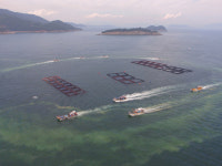 적조 엎친 데 태풍 닥치는 남해안… 양식업계 ‘초긴장’