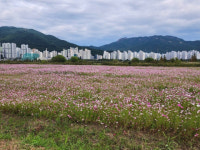 가을 전령 ‘코스모스’ 만개, 김해 대동생태체육공원