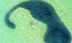 [영상] 해운대해수욕장 습격한 물고기 떼