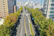 부산 가로수, 샹젤리제처럼 네모지게 다듬는다