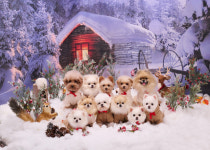 꽃보다 예쁜 나의 반려견과 한 컷…영무파라드호텔, 16~18일 팝업스튜디오 열어