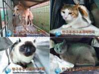 ‘택시기사·동거녀 살해’ 이기영 집서 반려동물 넷 구조…입양자 없으면 안락사 위기