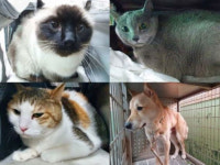 이기영 체포 뒤 빈집에 방치됐던 반려동물 4마리, 새 가족 만났다