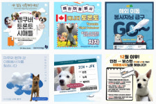 [펫플스토리] 너의 집에 데려다줄게!… 유기견 해외 이동 봉사 어떻게?