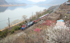 봄바람에 실려 온 매향 가득…원동매화축제, 다시 열린다