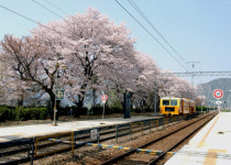 [포토뉴스]양산 원동역 벚꽃 구경 오세요